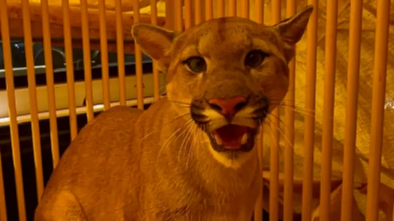 Onça-parda é resgatada de gaiola em sítio de Pederneiras e solta em habitat natural