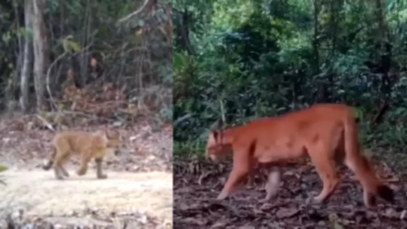 Onças-pardas trigêmeas são registradas em reserva biológica do Espírito Santo