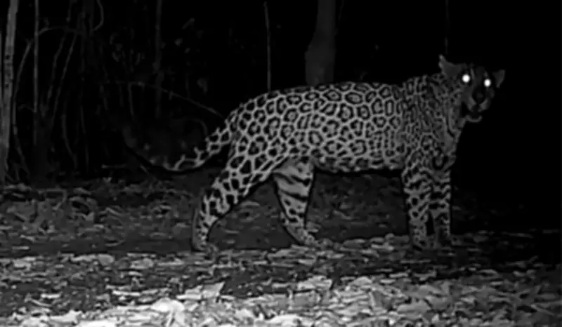 Onças-pintadas são gravadas miando na natureza pela primeira vez no Paraná