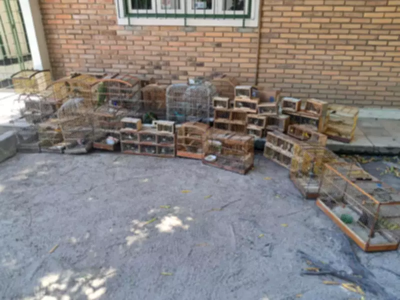 Operação ambiental apreende 277 aves silvestres em Alagoas, incluindo espécies ameaçadas