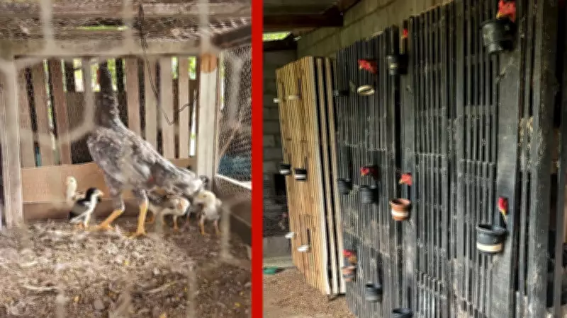 Operação apreende 14 galos e materiais de rinha em Várzea Grande, MT