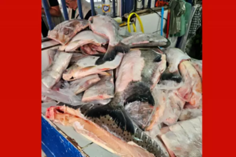 Operação apreende 500 kg de peixe irregular e prende comerciantes em Cuiabá