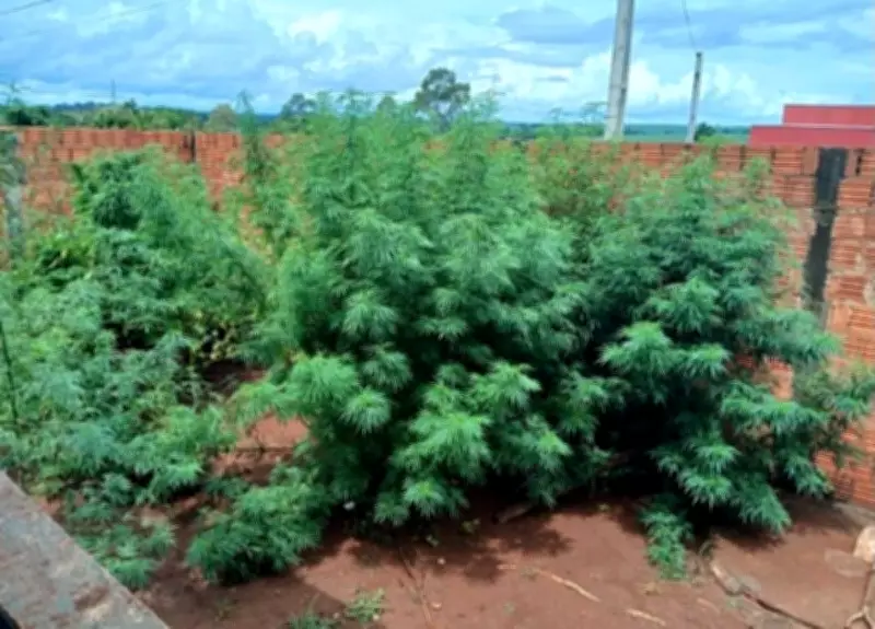 Operação da DISE apreende pés de maconha e simulacros de arma em Salto Grande