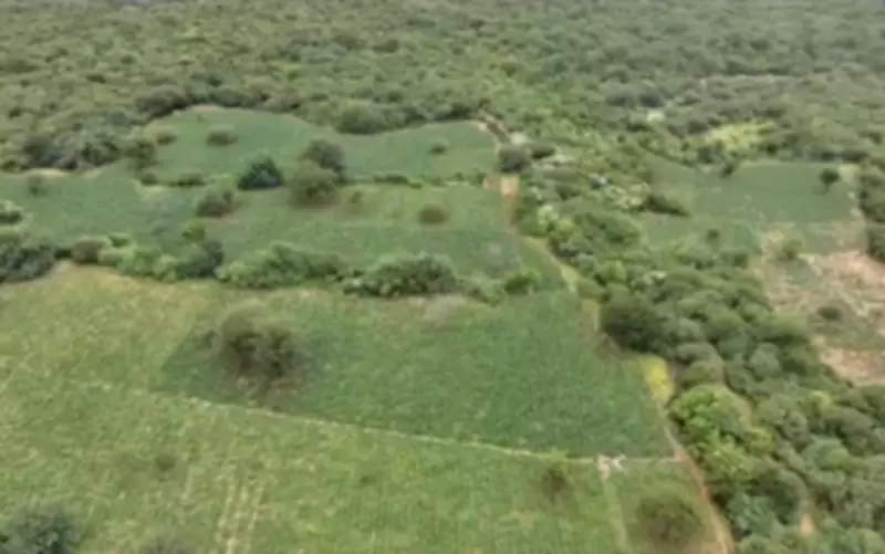 Operação na Bahia apreende uma tonelada de maconha e destrói 200 mil pés em fazenda