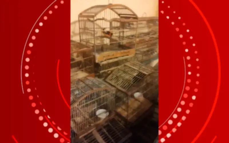 Operação na Bahia resgata mais de 330 animais silvestres mantidos em cativeiro irregular