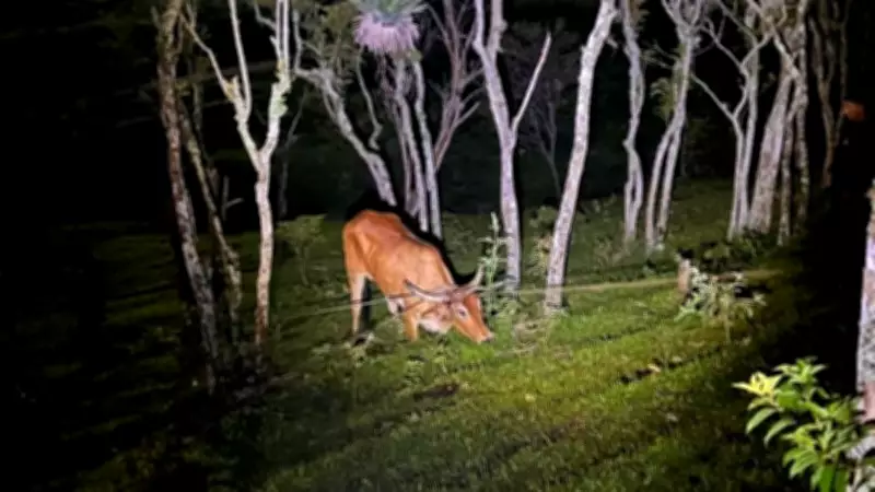 Operação Quaresma intensifica combate à Farra do Boi em Santa Catarina com multas dobradas