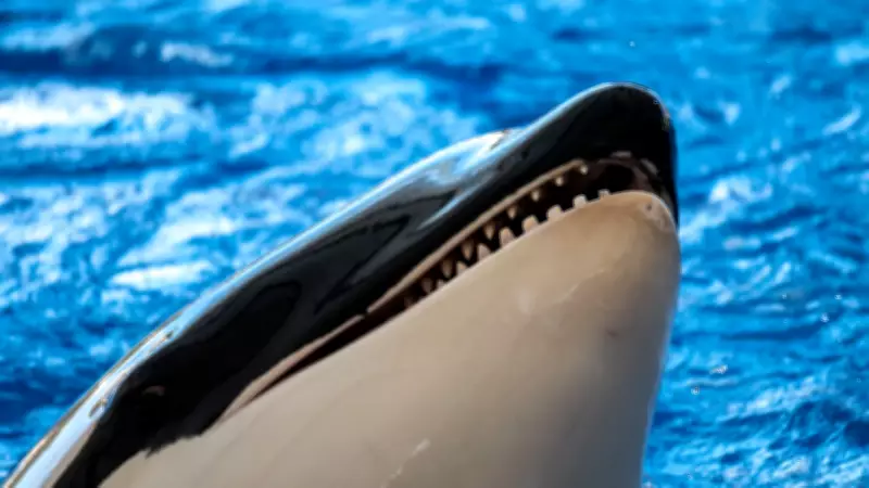 Orcas: A Verdadeira Face dos 'Golfinhos Assassinos' Além da Imagem Amigável