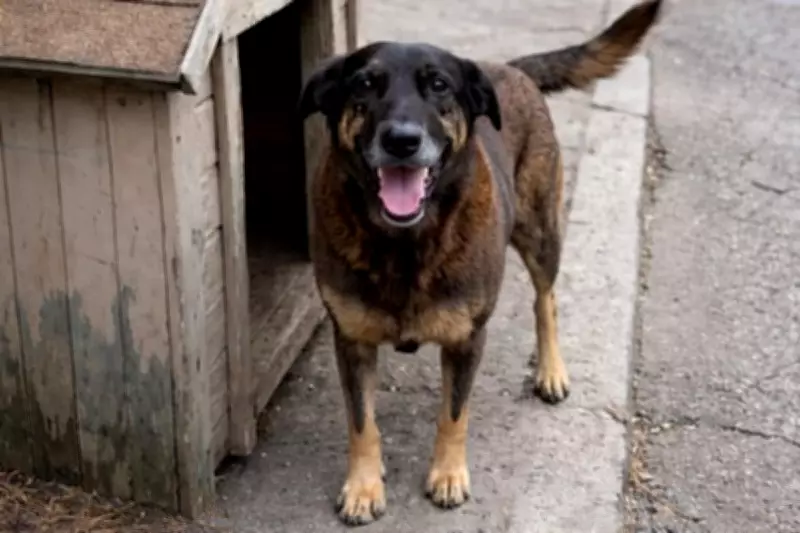 Pai de adolescente investigado pela morte do cão Orelha fala sobre o caso