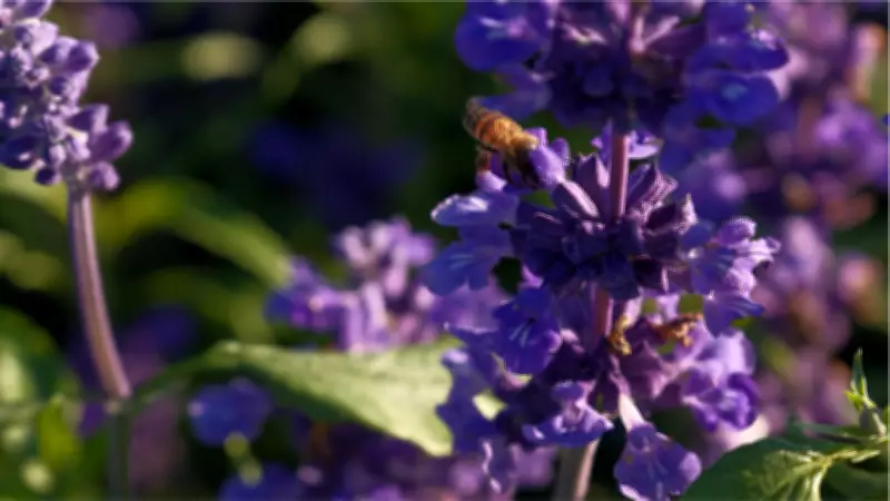 Paisagismo do Show Rural Coopavel 2026: 320 mil mudas criam cartão-postal do agronegócio