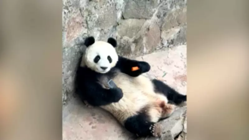 Panda em zoológico chinês segura celular de visitante por 20 minutos