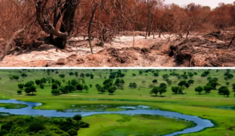Pantanal em risco: bioma mais aquecido em 40 anos pode perder sua característica alagável