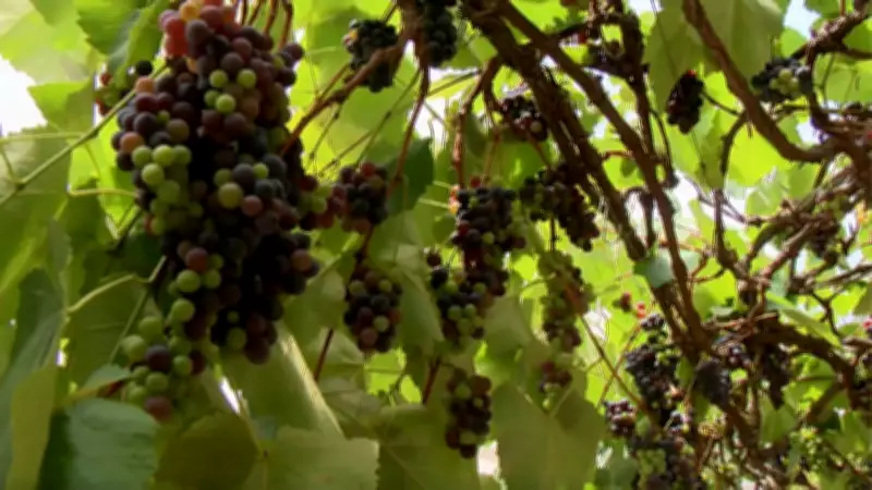 Parreira gigante no ES produz meia tonelada de uva por ano com cultivo orgânico