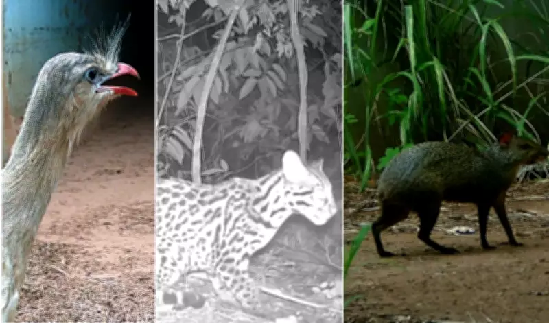 Passagens de fauna em rodovias de SP protegem jaguatiricas, tatus e siriemas de atropelamentos