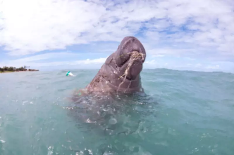 Peixe-boi Astro é atropelado por embarcação em Sergipe e sofre ferimentos graves