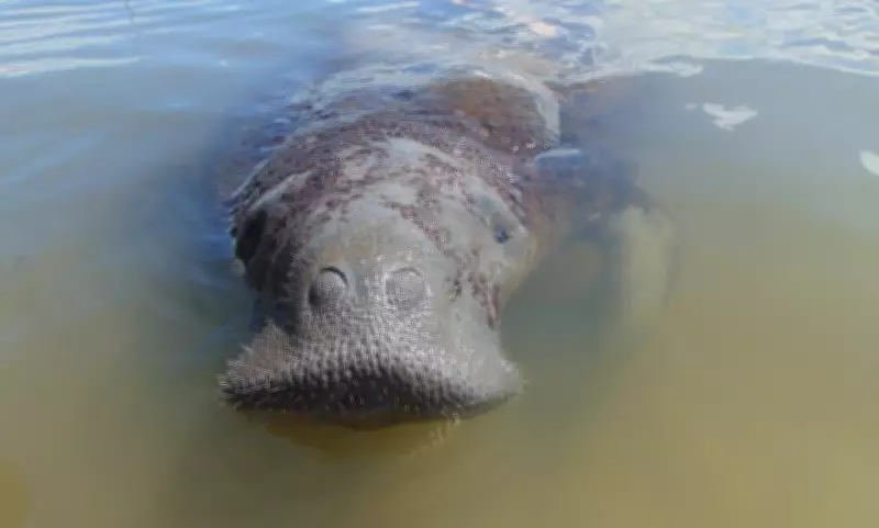Peixe-boi Astro, símbolo de conservação, sofre atropelamento grave por embarcação em Sergipe