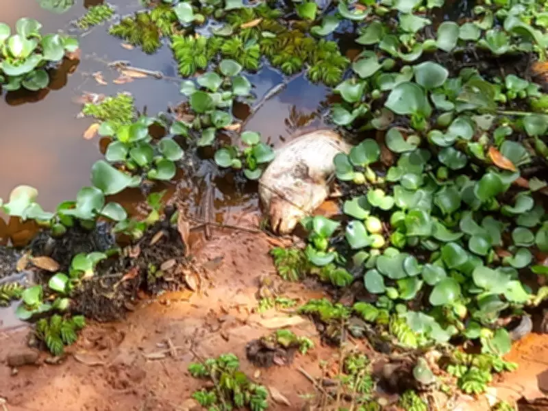 Peixes são mortos com estilingue em Águas da Prata, SP, em prática de pesca ilegal