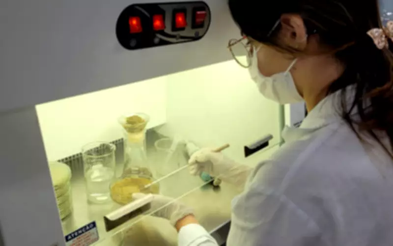 Pesquisa brasileira desenvolve açúcar funcional prebiótico com tecnologia nacional