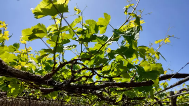 Pesquisa da Univasf revela que cigarrinha se prolifera mais com altas temperaturas