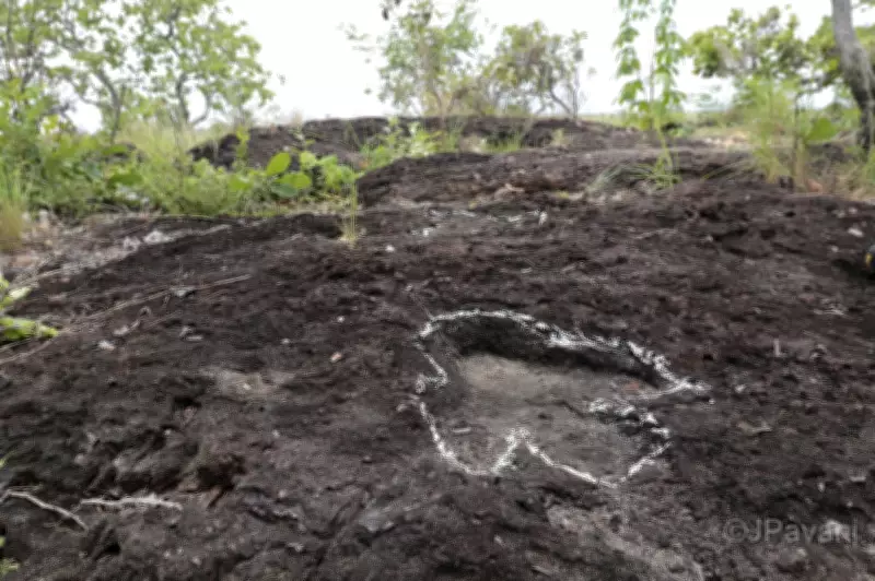 Pesquisa inédita revela pegadas de dinossauros de 100 milhões de anos na Amazônia de Roraima