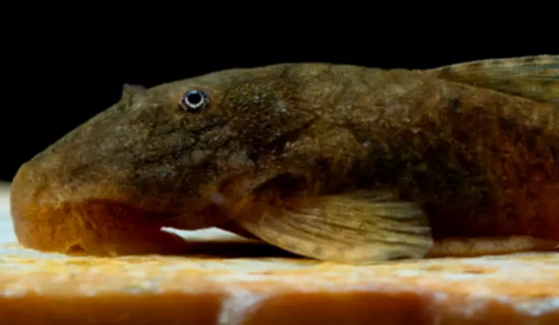 Pesquisadores descrevem quatro novas espécies de cascudinhos em Minas Gerais