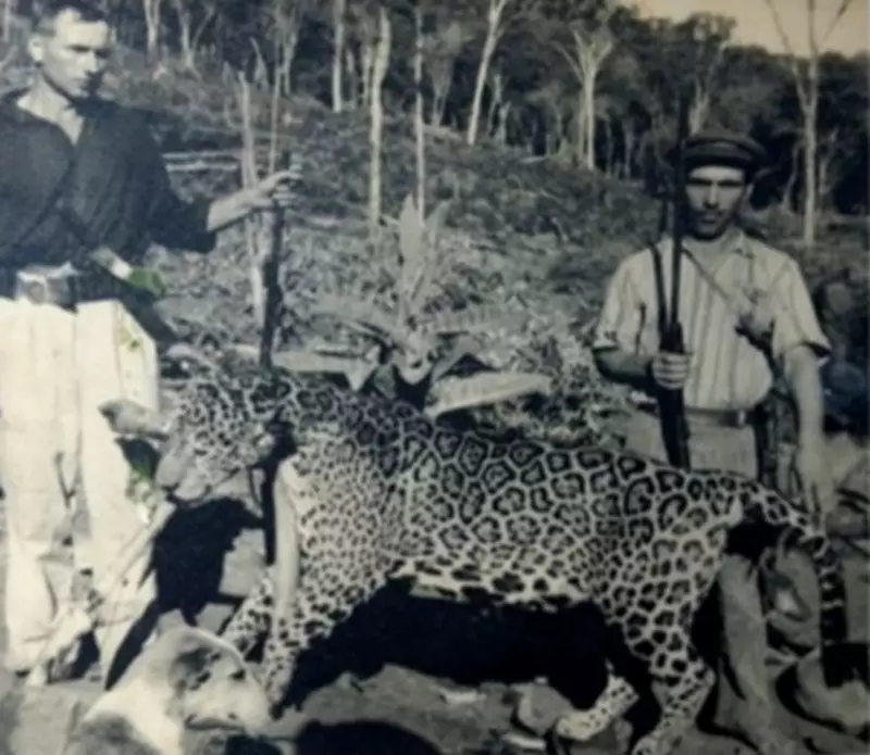 Pesquisadores mapeiam presença histórica da onça-pintada em Santa Catarina através de fotos