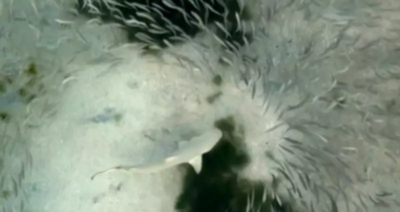 Pesquisadores registram caça e patrulha de tubarões em Fernando de Noronha