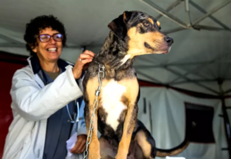 Petrópolis inicia cadastro para castração gratuita de cães e gatos