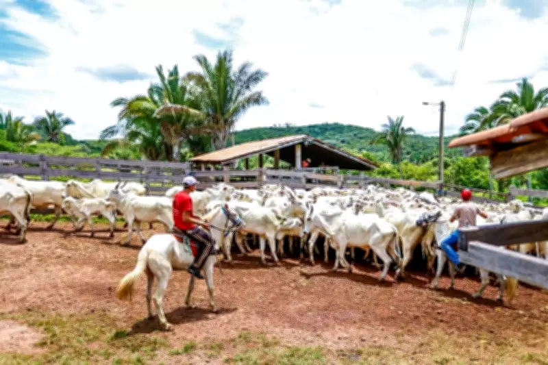 Piauí + Genética abre nova etapa para produtores rurais em quatro municípios