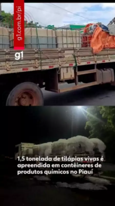 Piauí apreende 1,5 tonelada de tilápias transportadas em contêineres de ácido sulfúrico