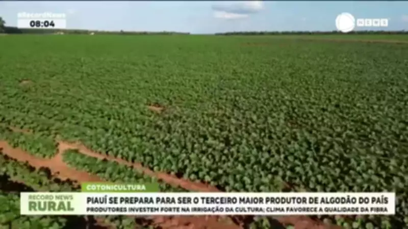 Piauí avança para se tornar o terceiro maior produtor de algodão do Brasil