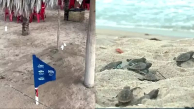 Piauí monitora mais de 100 ninhos de tartarugas marinhas em praias durante período reprodutivo