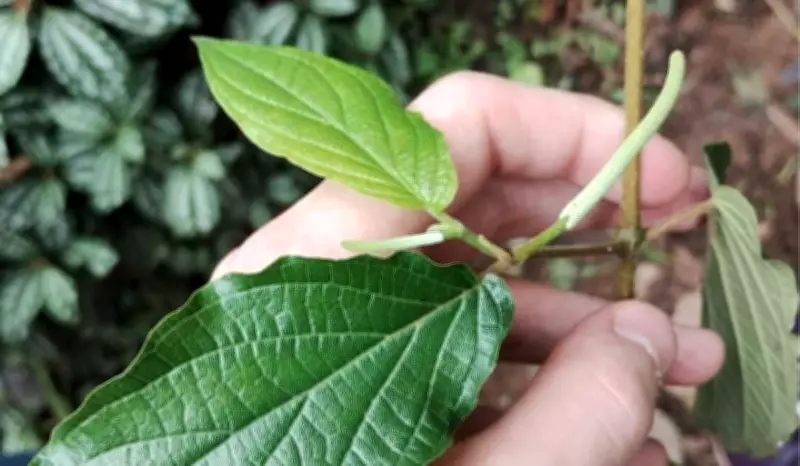 Pimenta-de-macaco: planta comum combate inflamações e dengue, diz estudo