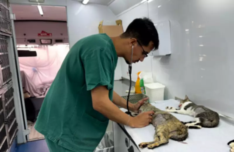 Piracicaba oferece 1.200 vagas para castração gratuita de cães e gatos em fevereiro de 2026