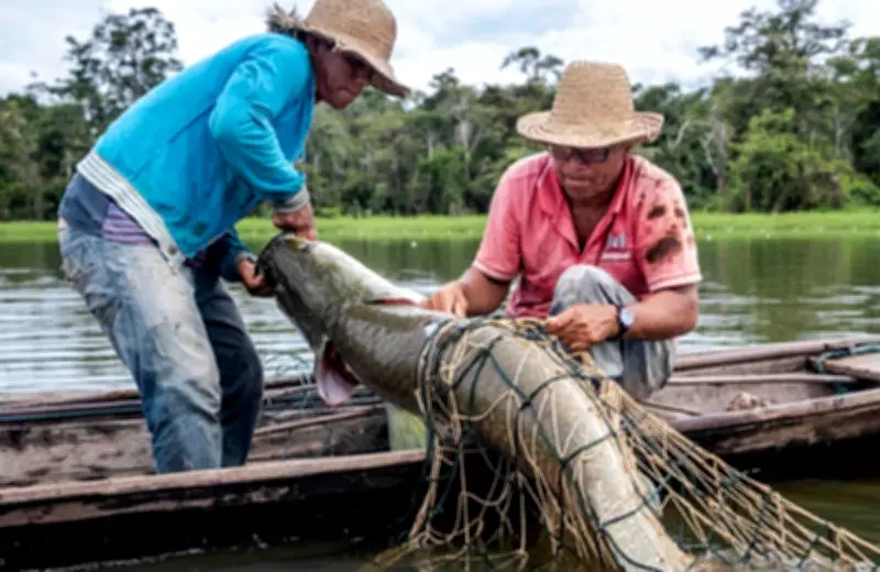 Pirarucu: símbolo amazônico vira espécie invasora em rios brasileiros