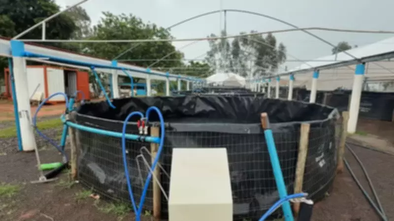 Piscicultura em SP: Manejo e Clima São Essenciais para Produção de Tilápias