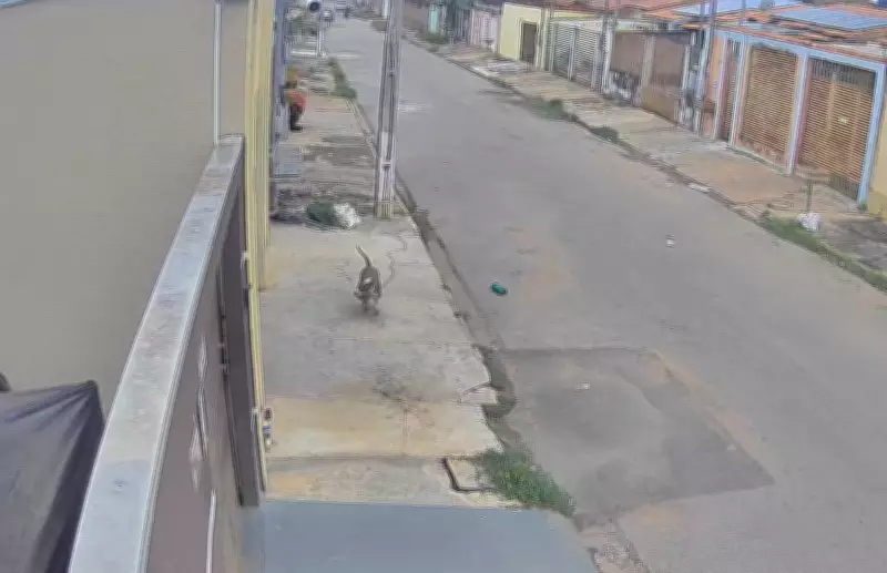Pitbull ataca e mata cães em Várzea Grande (MT), gerando pânico em bairro residencial