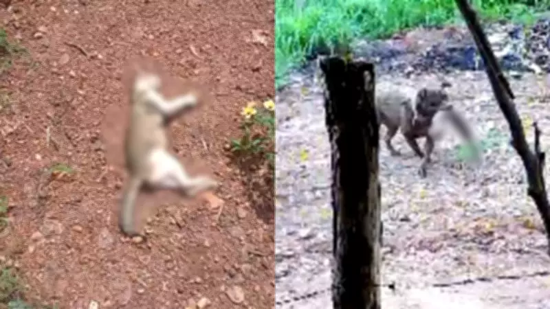 Pitbull invade residência e mata gata grávida enquanto família dormia em Teresina