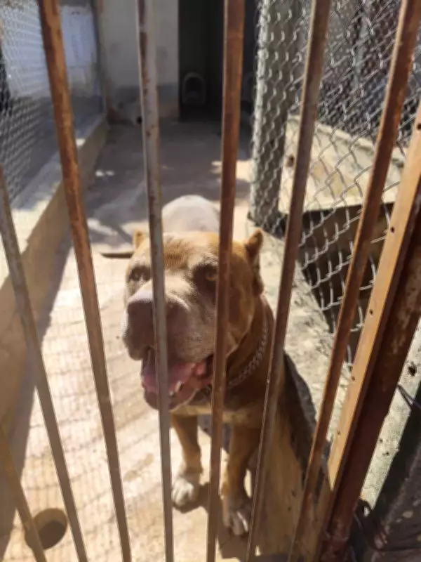 Pitbull é resgatado em situação de abandono em Nova Odessa após denúncias