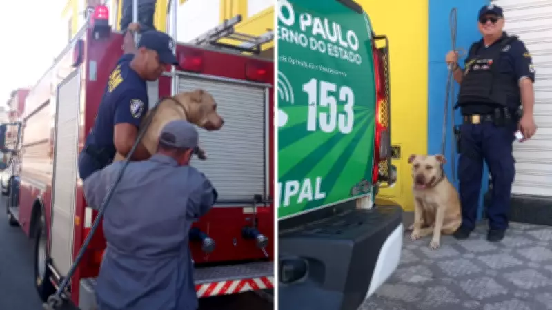 Pitbull Thor é resgatado após ficar preso em laje de hotel no centro de Cruzeiro