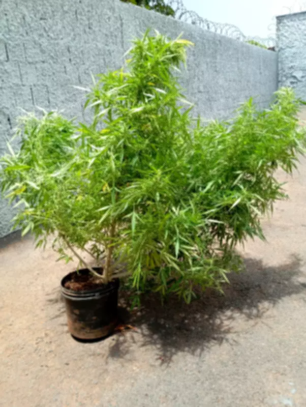 PM apreende pés de maconha, rifle e apetrechos de pesca ilegal em Unaí