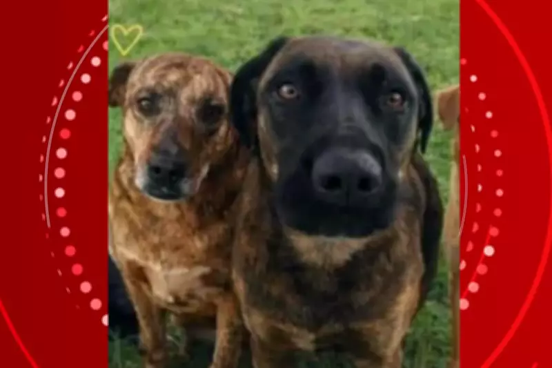 Polícia afirma que retirada de cães do Mercado Livre foi premeditada; buscas continuam