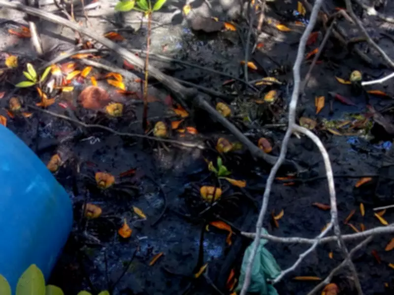 Polícia Ambiental apreende 17,6 kg de caranguejo-uçá e prende dois por pesca ilegal em Maceió