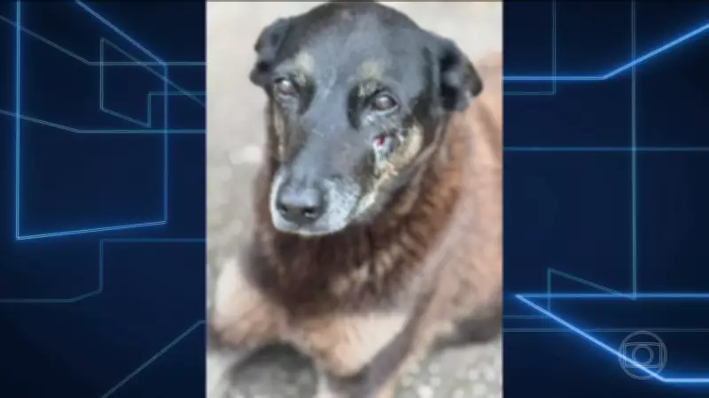 Polícia Civil de SC encaminha inquérito do caso Orelha ao MP com pedido de internação de adolescente