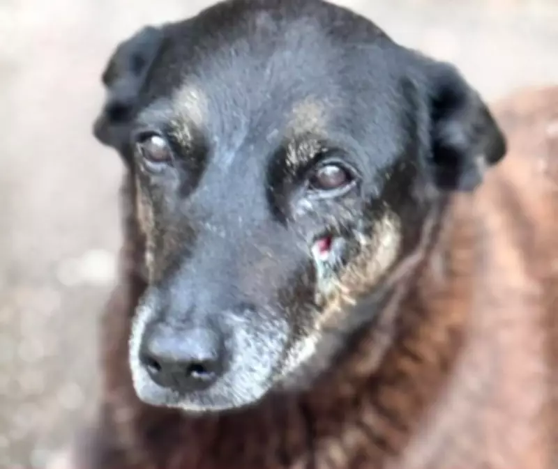 Polícia Civil pede internação de adolescente por agressão ao cão Orelha em Florianópolis
