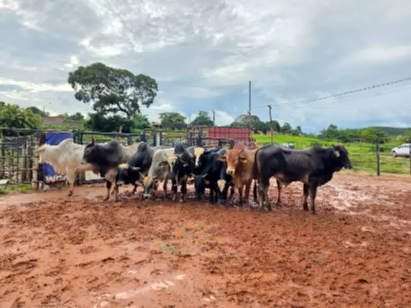 Polícia Civil recupera gado furtado em MG que seria usado em rodeios e abate clandestino