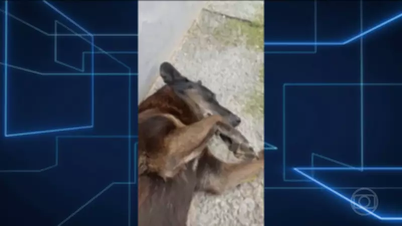 Polícia de SC conclui: adolescentes envolvidos em agressões aos cães Orelha e Caramelo