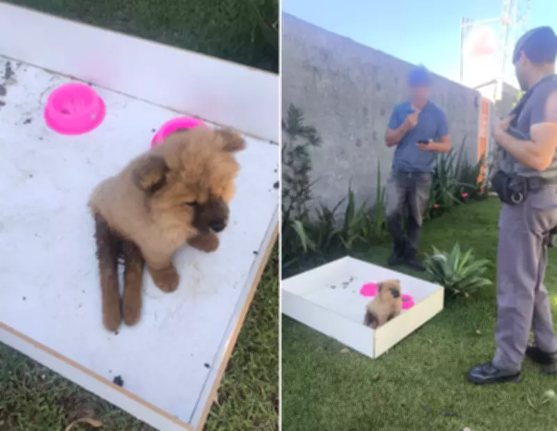 Polícia indicia homem por abandono de filhote de chow chow com paralisia em São Roque