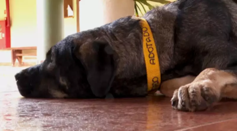 Polícia investiga empresário por disparo contra cachorro comunitário em Ituverava, SP