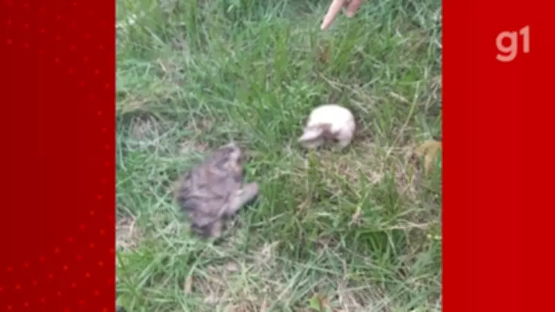 Polícia investiga ossada humana encontrada em Santa Luzia do Paruá, no Maranhão