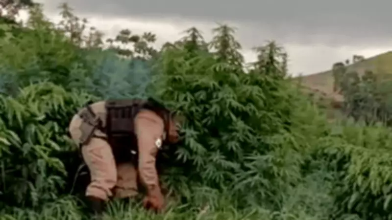 Polícia Militar destrói 500 pés de maconha cultivados por família em Fervedouro